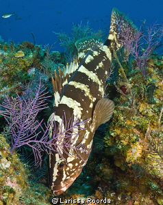 A Nassau grouper (Epinephelus striatus) hunting.  He has ... by Larissa Roorda 